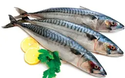 Mackerel