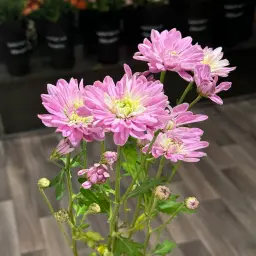 Mauve Cherry