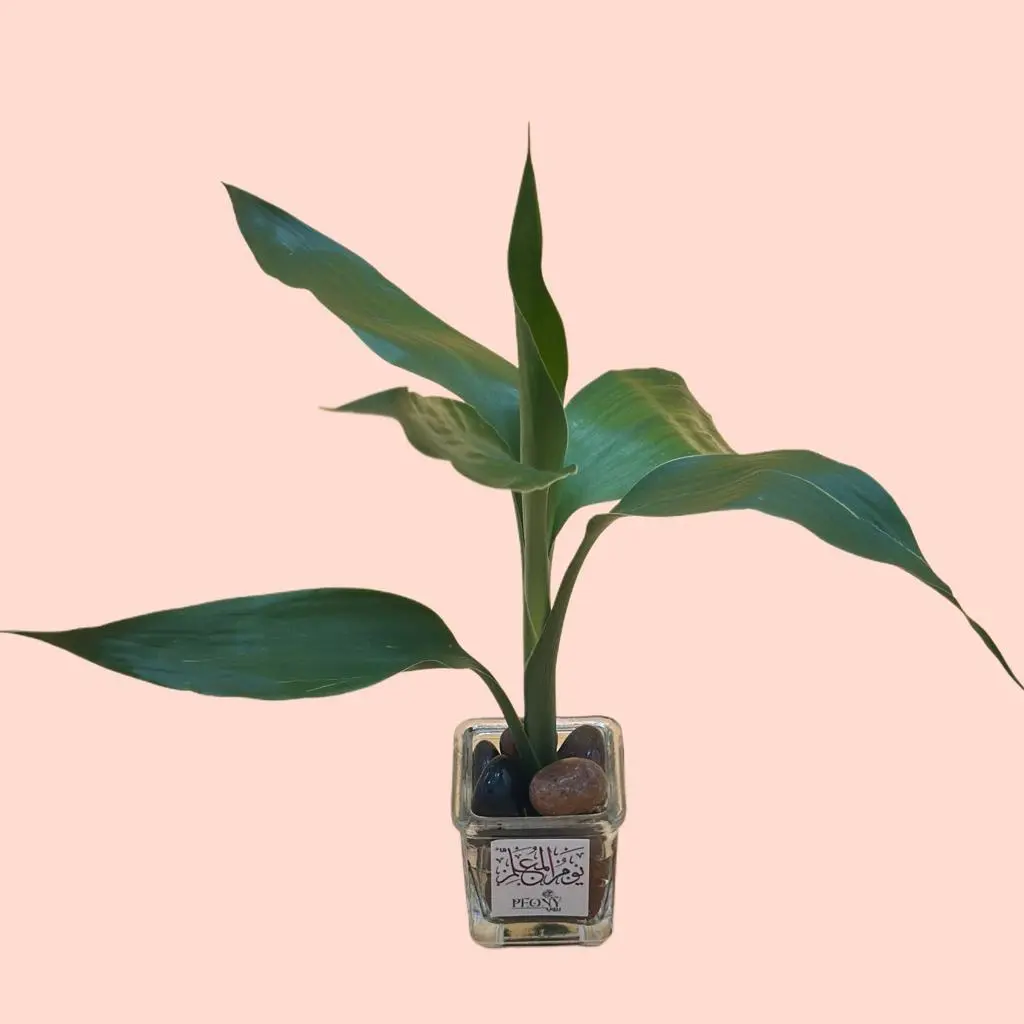 Bamboo Stem Vases for Teachers Day