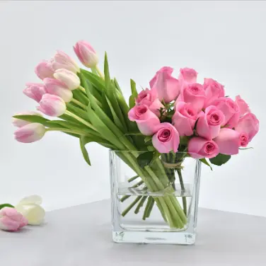pink +A50+C35