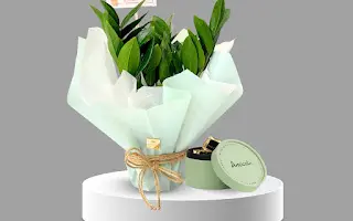 Zamioculcas plant with chocolate