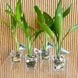 Bamboo Distributions For National Day