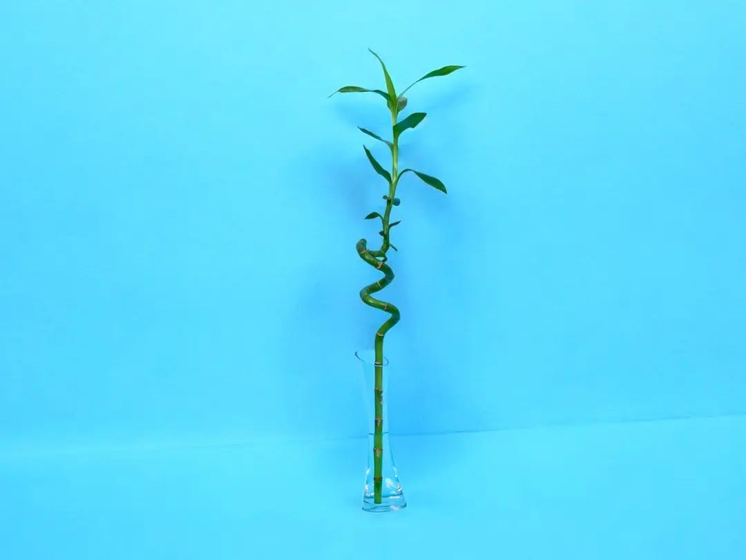 Bamboo Vase 0148