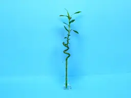 Bamboo Vase 0148